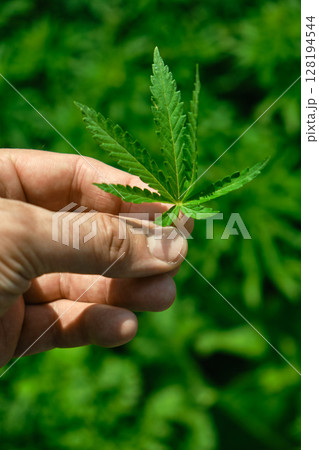 Close up of hand holding cannabis leaf. Concept of cannabis plantation for medical and business Close up of hand holding cannabis leaf. Concept of cannabis plantation for medical and business 128194544