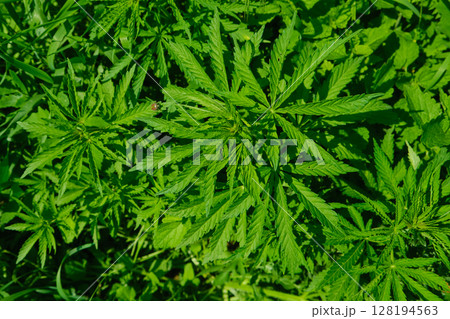 Background from marijuana plants. Hemp leaves and seeds. Legalization of marijuana, Drug factory 128194563