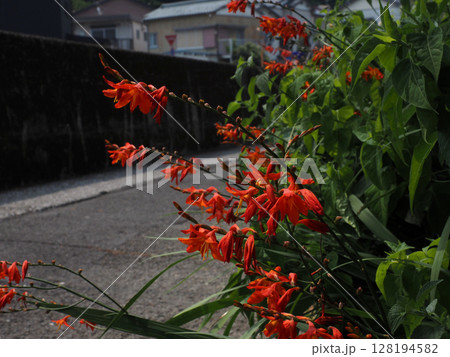 オレンジ色のヒメヒオウギズイセンの花と蕾（オシロイバナの中に咲いた姫檜扇水仙） 128194582