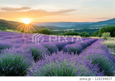 Panoramic view of lavender field with sun rays, mountains in background, vibrant purple flowers in foreground Panoramic view of lavender field with sun rays, mountains in background, vibrant purple flowers in foreground 128194657