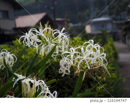 白いハマユウの花とつぼみ（道端の花壇に咲いた浜木綿） 128194747