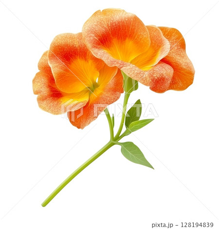 Two vibrant orange flowers with delicate petals and green leaves, isolated on white background 128194839