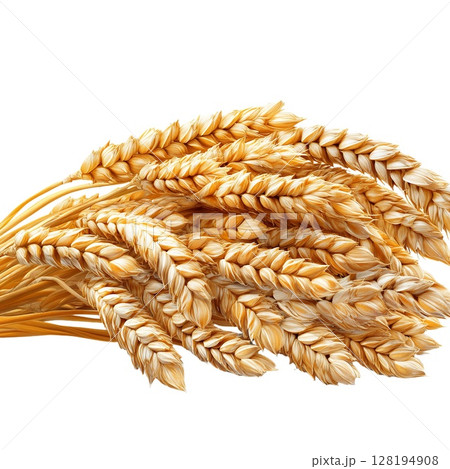 A bunch of ripe golden wheat ears, harvested and ready for use, isolated on a white background A bunch of ripe golden wheat ears, harvested and ready for use, isolated on a white background 128194908