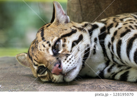 Ocelot close up portrait looking at you 128195070
