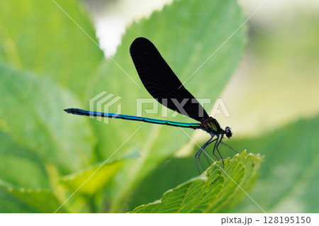 葉に止まるハグロトンボ 128195150