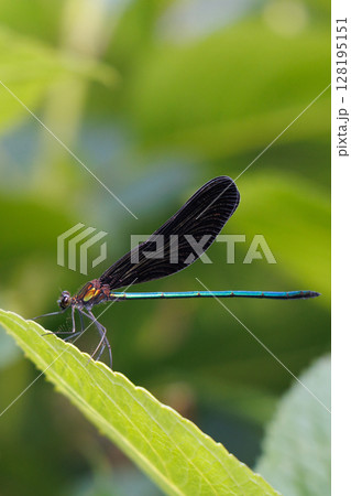 葉に止まるハグロトンボ 128195151
