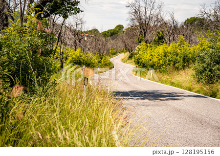 Winding Country Road In Slovenia: Quiet Asphalt Path Curving Through Grassy Verges, Wildflowers, And Forested Hills Under Bright Summer Sunlight Winding Country Road In Slovenia: Quiet Asphalt Path Curving Through Grassy Verges, Wildflowers, And Forested Hills Under Bright Summer Sunlight 128195156
