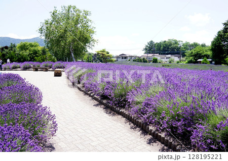 ラベンダーの花 ラベンダーの花 128195221