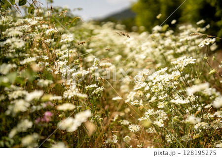 Blooming Wildflower Field In Slovenia: Soft-Focused Meadow Of White Blossoms Gently Swaying Under Summer Sunlight With Mountains And Trees In The Distant Background Blooming Wildflower Field In Slovenia: Soft-Focused Meadow Of White Blossoms Gently Swaying Under Summer Sunlight With Mountains And Trees In The Distant Background 128195275
