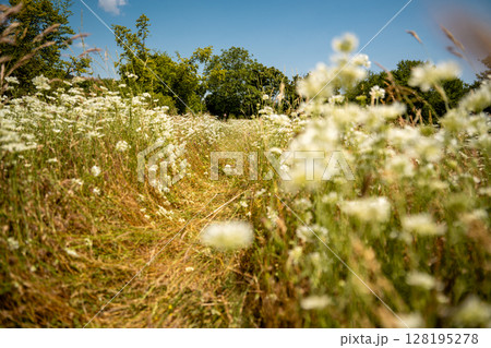 Blooming Wildflower Field In Slovenia: Soft-Focused Meadow Of White Blossoms Gently Swaying Under Summer Sunlight With Mountains And Trees In The Distant Background 128195278