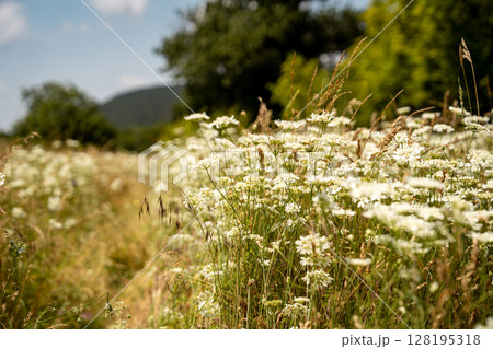 Blooming Wildflower Field In Slovenia: Soft-Focused Meadow Of White Blossoms Gently Swaying Under Summer Sunlight With Mountains And Trees In The Distant Background 128195318