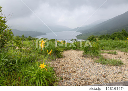 野反湖のノゾリキスゲ　群馬県中之条町 128195474