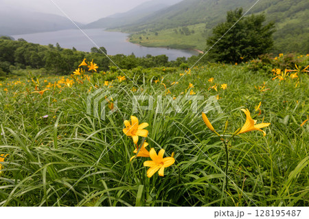野反湖のノゾリキスゲ 群馬県中之条町 野反湖のノゾリキスゲ 群馬県中之条町 128195487
