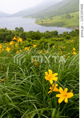 野反湖のノゾリキスゲ　群馬県中之条町 128195488