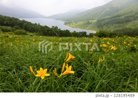野反湖のノゾリキスゲ 群馬県中之条町 野反湖のノゾリキスゲ 群馬県中之条町 128195489