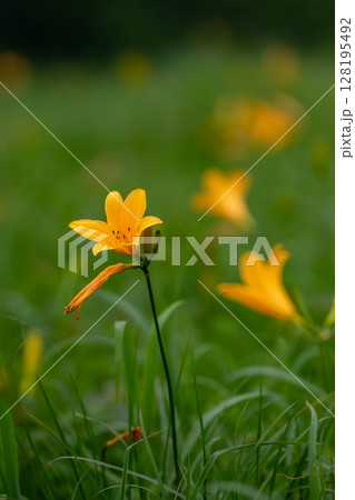 野反湖のノゾリキスゲ 群馬県中之条町 野反湖のノゾリキスゲ 群馬県中之条町 128195492