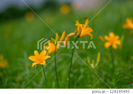 野反湖のノゾリキスゲ 群馬県中之条町 野反湖のノゾリキスゲ 群馬県中之条町 128195493