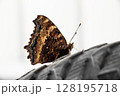 Butterfly on a wheel 128195718