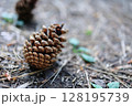 地面に落ちた松ぼっくり 128195739