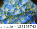 青い紫陽花 128195742