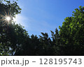 木々の間から見える太陽 128195743