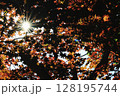 紅葉の間から差し込む光 128195744