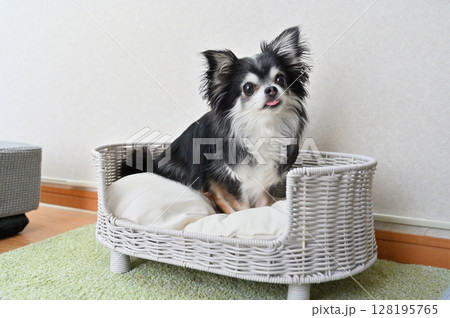 お気に入りのベッド　チワワ　 128195765