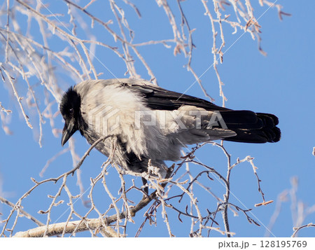 The hooded crow (Corvus cornix) also called hoodie or gray crow is a Eurasian bird species in genus Corvus. Grey ruffled crow sits on frosty birch tree branch against blue sky background in sunny The hooded crow (Corvus cornix) also called hoodie or gray crow is a Eurasian bird species in genus Corvus. Grey ruffled crow sits on frosty birch tree branch against blue sky background in sunny 128195769
