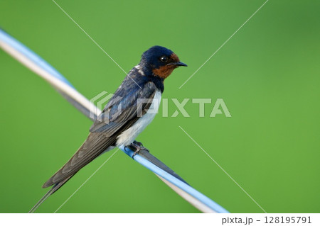ツバメ swallow / Japan 128195791