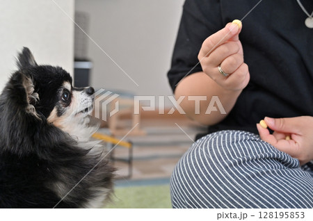 愛犬のおやつタイム　チワワ 128195853