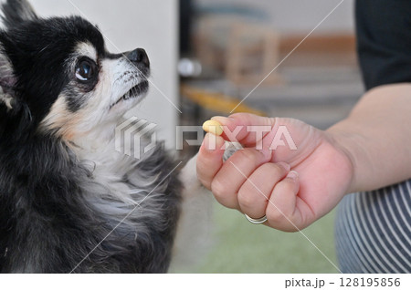 愛犬のおやつタイム　チワワ 128195856