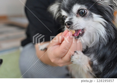 愛犬のおやつタイム　チワワ 128195857
