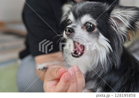 愛犬のおやつタイム チワワ 愛犬のおやつタイム チワワ 128195858