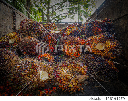 Freshly Gathered Palm Oil Fruits: Vibrant Harvest Displayed In Wedges In North Sumatra 128195979
