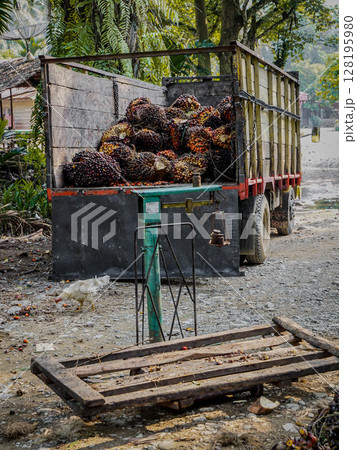 Truck Loaded With Oil Palm Fruit Bunches Next To Weighing Scale In Rural Plantation Setting: Harvested Palm Fruits Ready For Transport On Dusty Roadside Under Tropical Trees 128195980