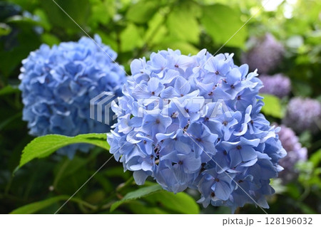 梅雨の晴れ間に咲く紫陽花 梅雨の晴れ間に咲く紫陽花 128196032