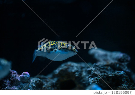 水槽の中のミドリフグ 128196097