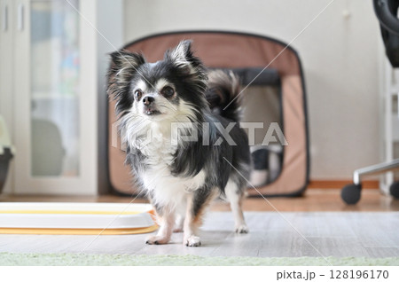 愛犬の日常 リビング ロングコートチワワ 愛犬の日常 リビング ロングコートチワワ 128196170