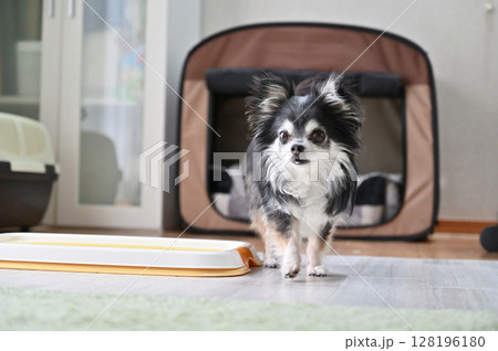 愛犬の日常 リビング ロングコートチワワ 愛犬の日常 リビング ロングコートチワワ 128196180