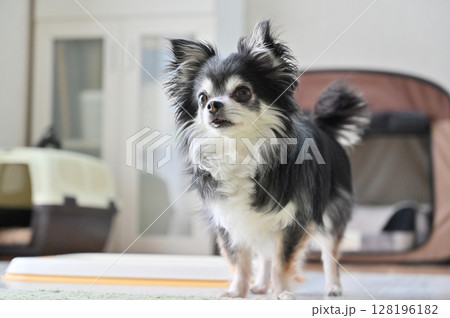 愛犬の日常 リビング ロングコートチワワ 愛犬の日常 リビング ロングコートチワワ 128196182