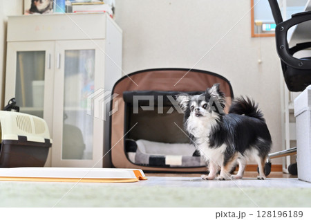 愛犬の日常 リビング ロングコートチワワ 愛犬の日常 リビング ロングコートチワワ 128196189