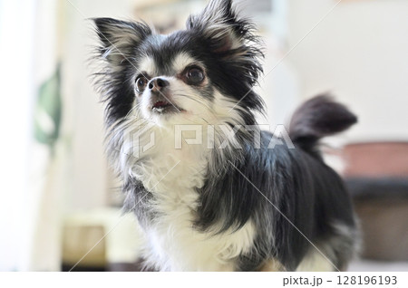 愛犬の日常 リビング ロングコートチワワ 愛犬の日常 リビング ロングコートチワワ 128196193