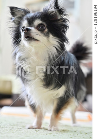 愛犬の日常 リビング ロングコートチワワ 愛犬の日常 リビング ロングコートチワワ 128196194