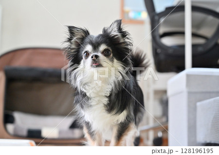 愛犬の日常　リビング　ロングコートチワワ 128196195