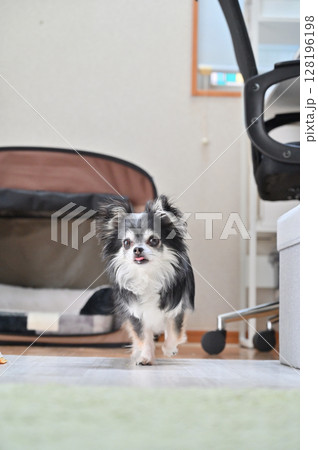 愛犬の日常 リビング ロングコートチワワ 愛犬の日常 リビング ロングコートチワワ 128196198