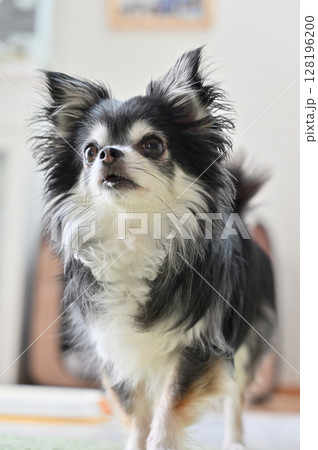 愛犬の日常　リビング　ロングコートチワワ 128196200