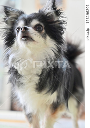 愛犬の日常　リビング　ロングコートチワワ 128196201