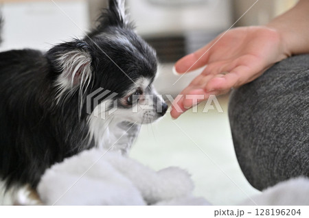 愛犬と遊ぶ飼い主の男性 チワワ 愛犬と遊ぶ飼い主の男性 チワワ 128196204