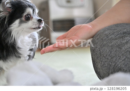 愛犬と遊ぶ飼い主の男性　チワワ 128196205