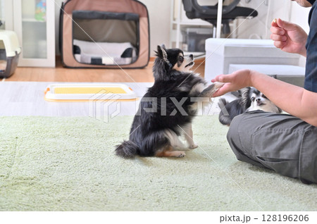 愛犬と遊ぶ飼い主の男性　チワワ 128196206